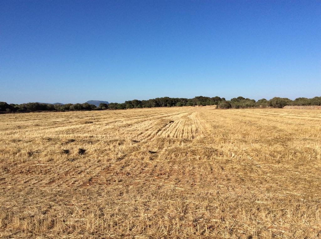 Sa Bassa Crua Agroturismo Sa Torre Dış mekan fotoğraf