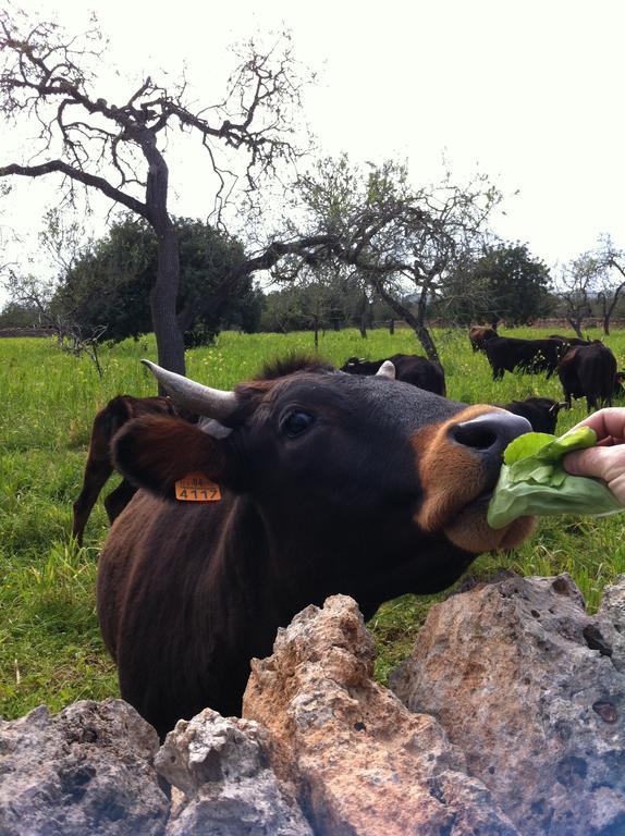 Sa Bassa Crua Agroturismo Sa Torre Dış mekan fotoğraf